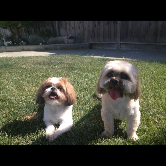 Meet your Posher, Amanda - Picture 2 of 2